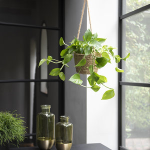 WoonQ Drakenklimop 'Scindapsus 'Aureum' aanbieding WoonQ Drakenklimop 'Scindapsus 'Aureum' aanbieding