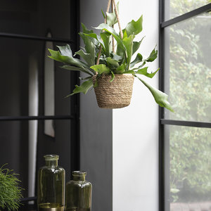 WoonQ Hertshoornvaren 'Platycerium Bifurcatum' aanbieding WoonQ Hertshoornvaren 'Platycerium Bifurcatum' aanbieding