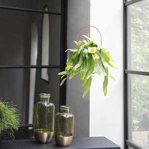 WoonQ Bladcactus 'Epiphyllum Pumilum' aanbieding WoonQ Bladcactus 'Epiphyllum Pumilum' aanbieding