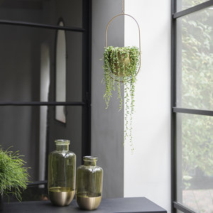 WoonQ Erwtenplant 'Senecio Herreianus' aanbieding WoonQ Erwtenplant 'Senecio Herreianus' aanbieding