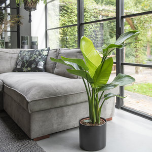 WoonQ XL Paradijsvogelplant 'Strelitzia Nicolai' aanbieding WoonQ XL Paradijsvogelplant 'Strelitzia Nicolai' aanbieding