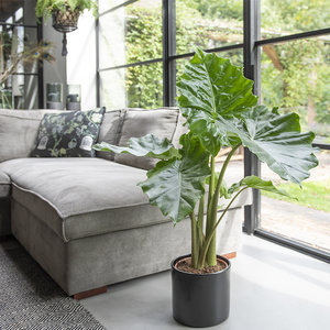 WoonQ XL Olifantsoor 'Alocasia Portadora' aanbieding WoonQ XL Olifantsoor 'Alocasia Portadora' aanbieding