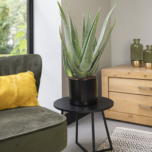 WoonQ Aloe Vera aanbieding WoonQ Aloe Vera aanbieding