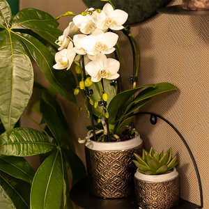 WoonQ Planten Gift Set - Grey Edge Gold aanbieding WoonQ Planten Gift Set - Grey Edge Gold aanbieding
