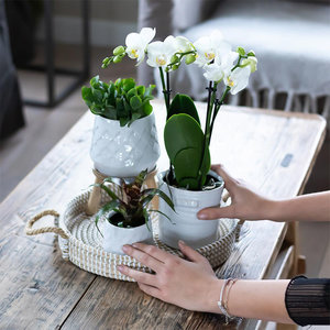 WoonQ Planten Gift Set - Bohemian White aanbieding WoonQ Planten Gift Set - Bohemian White aanbieding