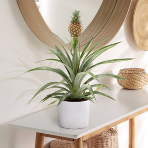 WoonQ Ananasplant 'Ananas Comosus' aanbieding WoonQ Ananasplant 'Ananas Comosus' aanbieding