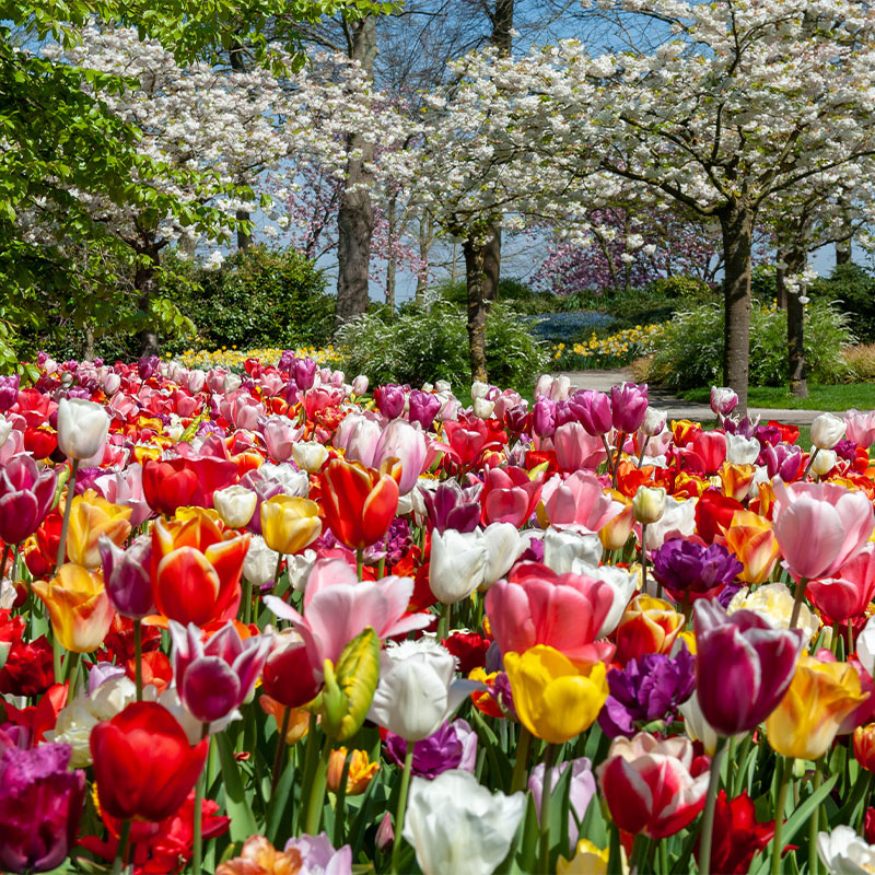 50 stuks Bloembollen - Tulpen 'Triumph Mix' 50 stuks Bloembollen - Tulpen 'Triumph Mix'