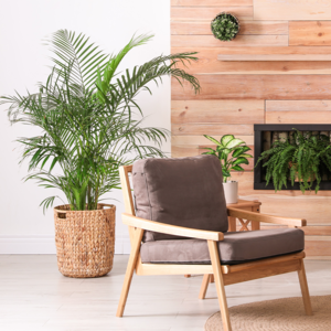 WoonQ XL Areca - goudpalm 'Dypsis Lutescens' aanbieding WoonQ XL Areca - goudpalm 'Dypsis Lutescens' aanbieding