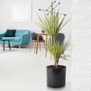 WoonQ XL Drakenboom 'Dracaena Marginata Sunray' aanbieding WoonQ XL Drakenboom 'Dracaena Marginata Sunray' aanbieding