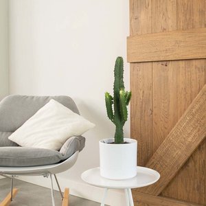 WoonQ Cowboy Cactus 'Euphorbia' aanbieding WoonQ Cowboy Cactus 'Euphorbia' aanbieding