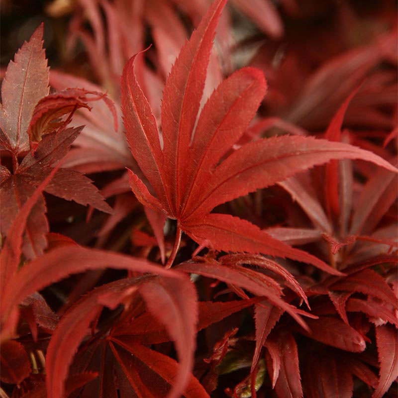 Japanse Esdoorn | Acer Palmatum Atropurpureum op stam Japanse Esdoorn | Acer Palmatum Atropurpureum op stam
