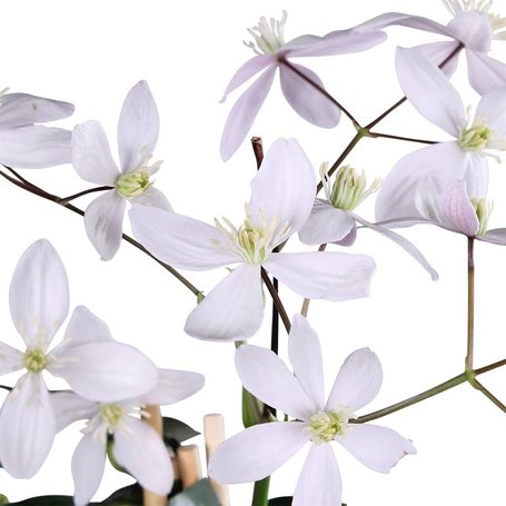 Kleinbloemige Bosrank Clematis Armandii Apple Blossom Woonq