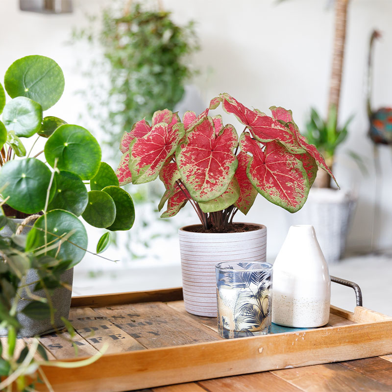 Engelenvleugels | Caladium Raspberry Moon Engelenvleugels | Caladium Raspberry Moon
