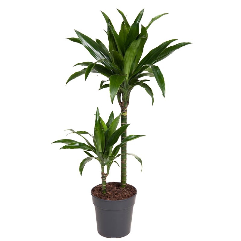 Drakenboom | Dracaena Fragrans Janet Craig Drakenboom | Dracaena Fragrans Janet Craig