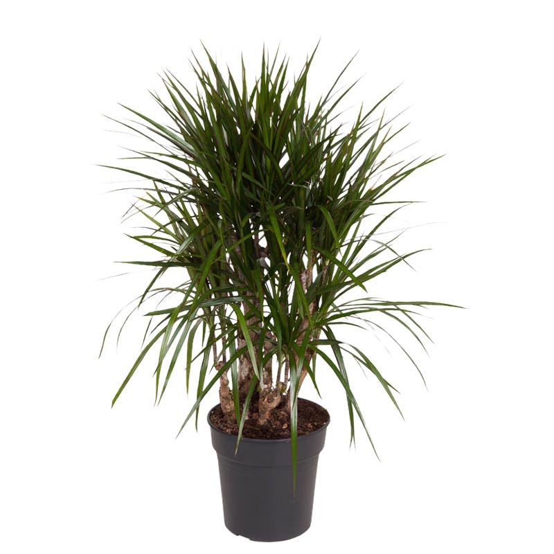 XXL Drakenboom | Dracaena Marginata vertakt XXL Drakenboom | Dracaena Marginata vertakt