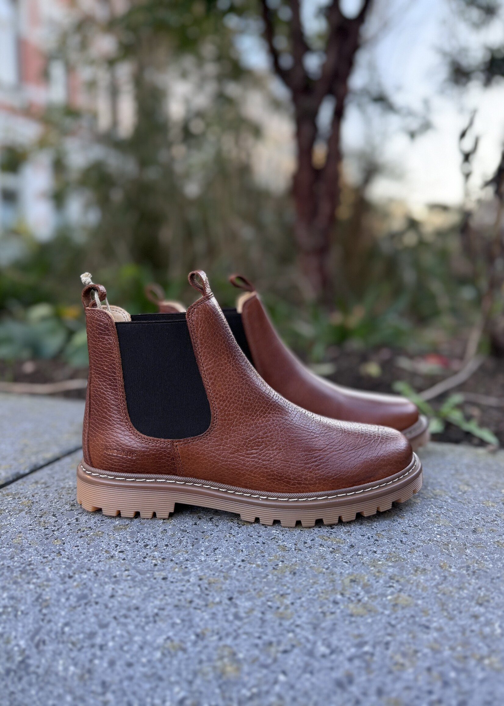 Angulus 2179-101 chelsea boot medium brown