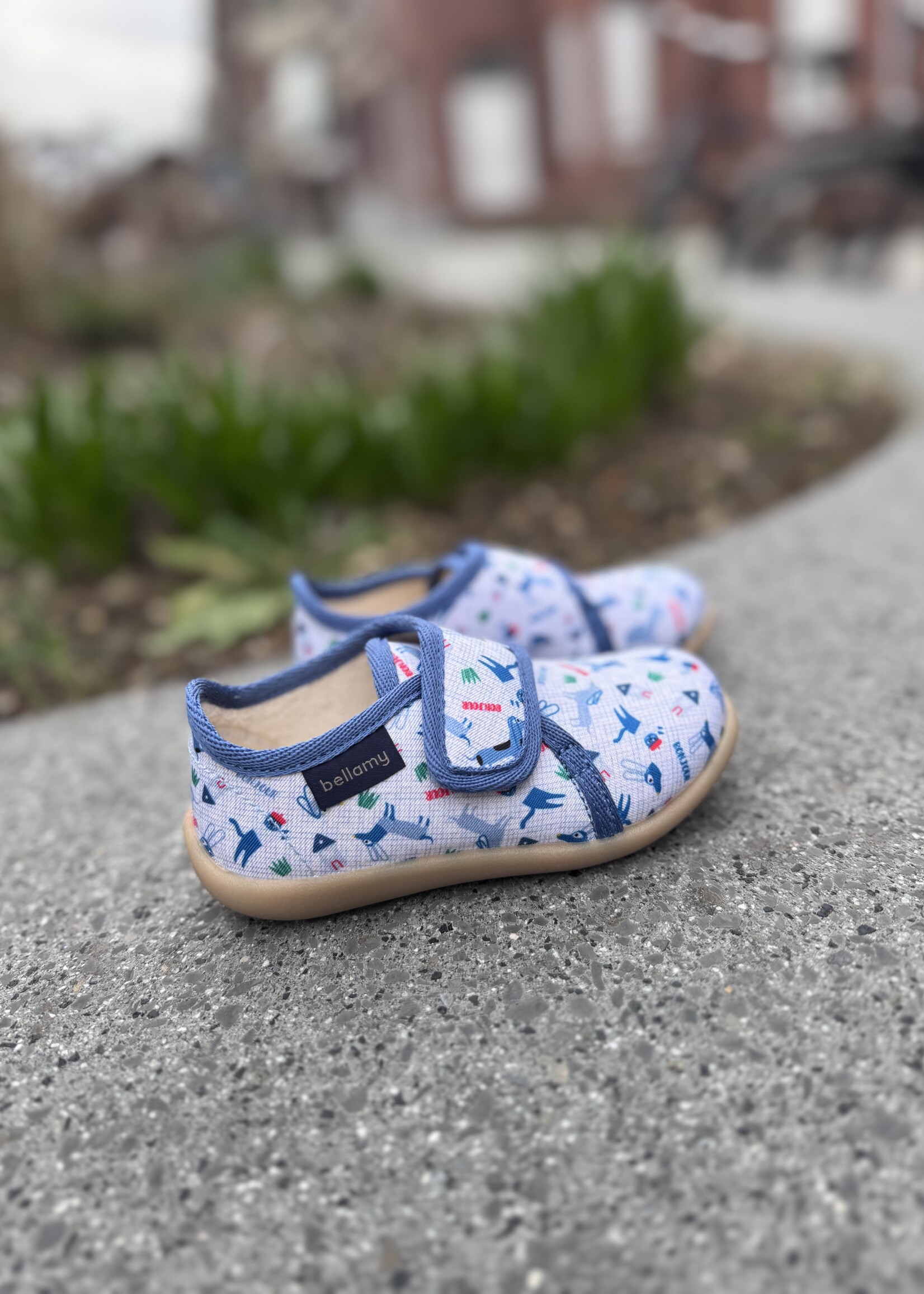 Bellamy Pavel bilou Teckel