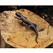 Eliassen Bronzen figuur Salamander Eliassen Bronzen figuur Salamander