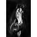 MondiArt Dibond schilderij Paard1 MondiArt Dibond schilderij Paard1