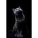 MondiArt Dibond schilderij Poes MondiArt Dibond schilderij Poes