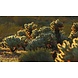 Dibond schilderij Crassula 118x70cm Dibond schilderij Crassula 118x70cm