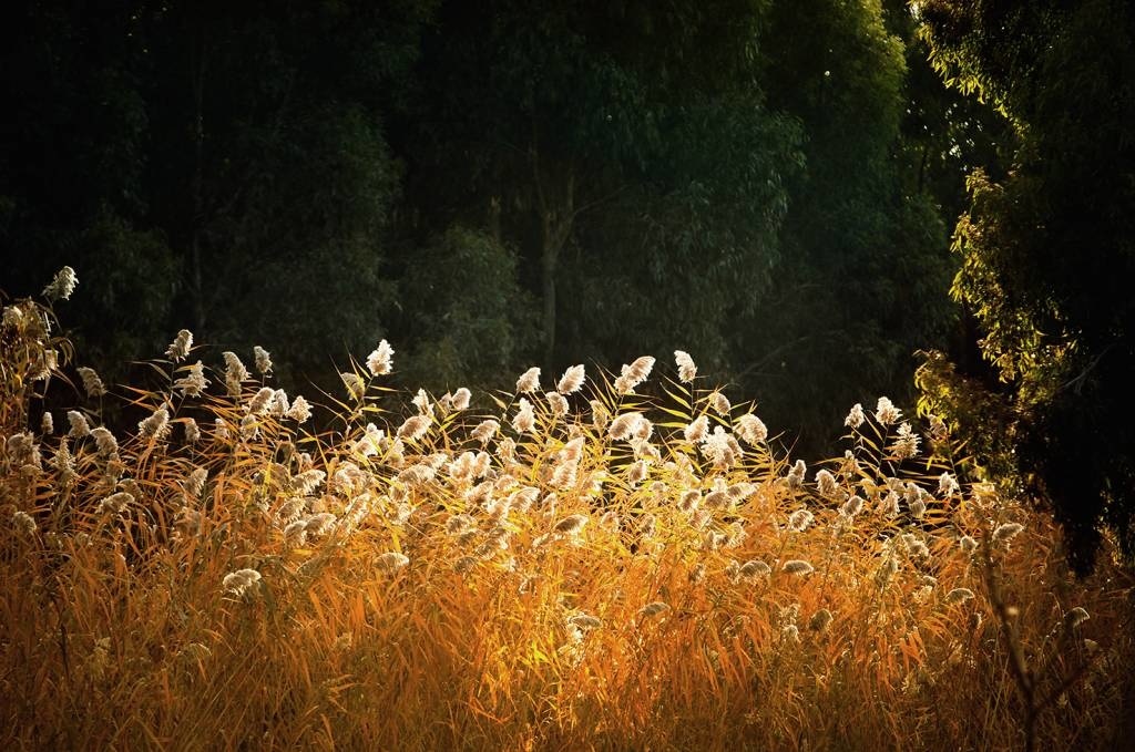 Dibond schilderij Licht 148x98cm | Eliassen Eliassen Home & Garden Pleasure