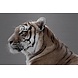 Dibond painting Tiger4 148x98cm Dibond painting Tiger4 148x98cm