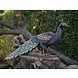 Eliassen Figur läuft Pfau Eliassen Figur läuft Pfau