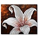 Schilderij aluminium Lelie 80x80cm Schilderij aluminium Lelie 80x80cm