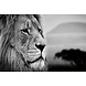 Eliassen Glasschilderij Lion 80x120cm. Eliassen Glasschilderij Lion 80x120cm.