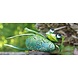 Metal lying frog with tealight holder 30 cm Metal lying frog with tealight holder 30 cm