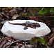 Eliassen Image bronze lizard on stone Eliassen Image bronze lizard on stone