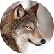 Gave Glas schilderij rond Wolf diameter 80cm Gave Glas schilderij rond Wolf diameter 80cm