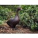 Eliassen Bronzeskulptur Ente groß Eliassen Bronzeskulptur Ente groß