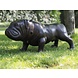 Bronzene Bulldogge Bronzene Bulldogge