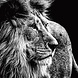 Schilderij aluminium 74x74cm Lion Schilderij aluminium 74x74cm Lion