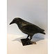 Bronze crow on foot Bronze crow on foot