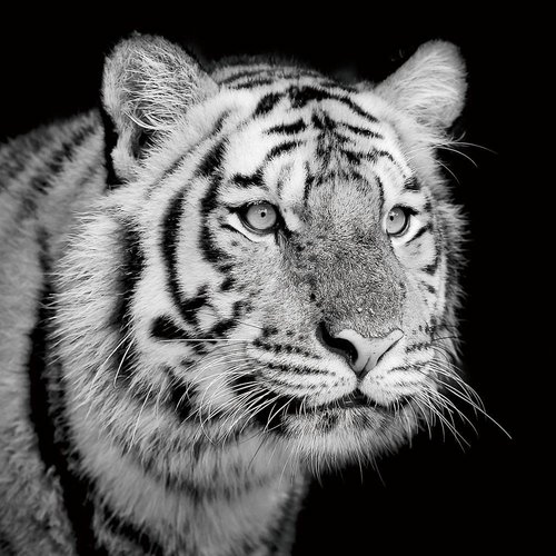 Glasschilderij 100x100cm Tijger opzij Glasschilderij 100x100cm Tijger opzij