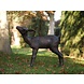 Bronzen hertje Bronzen hertje