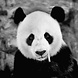 Dibond schilderij 74x74cm Panda kop Dibond schilderij 74x74cm Panda kop