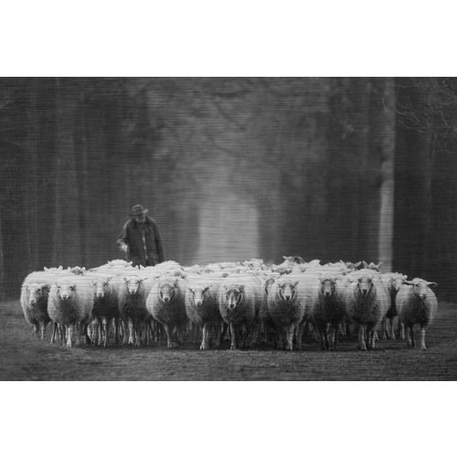 MondiArt Aluminum painting Sheep shepherd MondiArt Aluminum painting Sheep shepherd