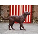 Eliassen Bronze-Labrador Eliassen Bronze-Labrador