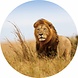 Gave Glass painting around Lion 100cm Gave Glass painting around Lion 100cm