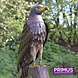 Primus Figuur metaal Roofvogel Primus Figuur metaal Roofvogel