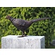 Bronze Pheasant Bronze Pheasant
