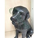 Eliassen Bild Bronze kleiner Labrador Eliassen Bild Bronze kleiner Labrador