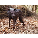 Eliassen Beeld brons staande wolf Eliassen Beeld brons staande wolf