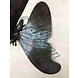 Bronzeskulptur Schmetterling Bronzeskulptur Schmetterling