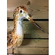 Bird iron Sandpiper head up Bird iron Sandpiper head up
