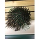 Egel ijzer 33cm Egel ijzer 33cm